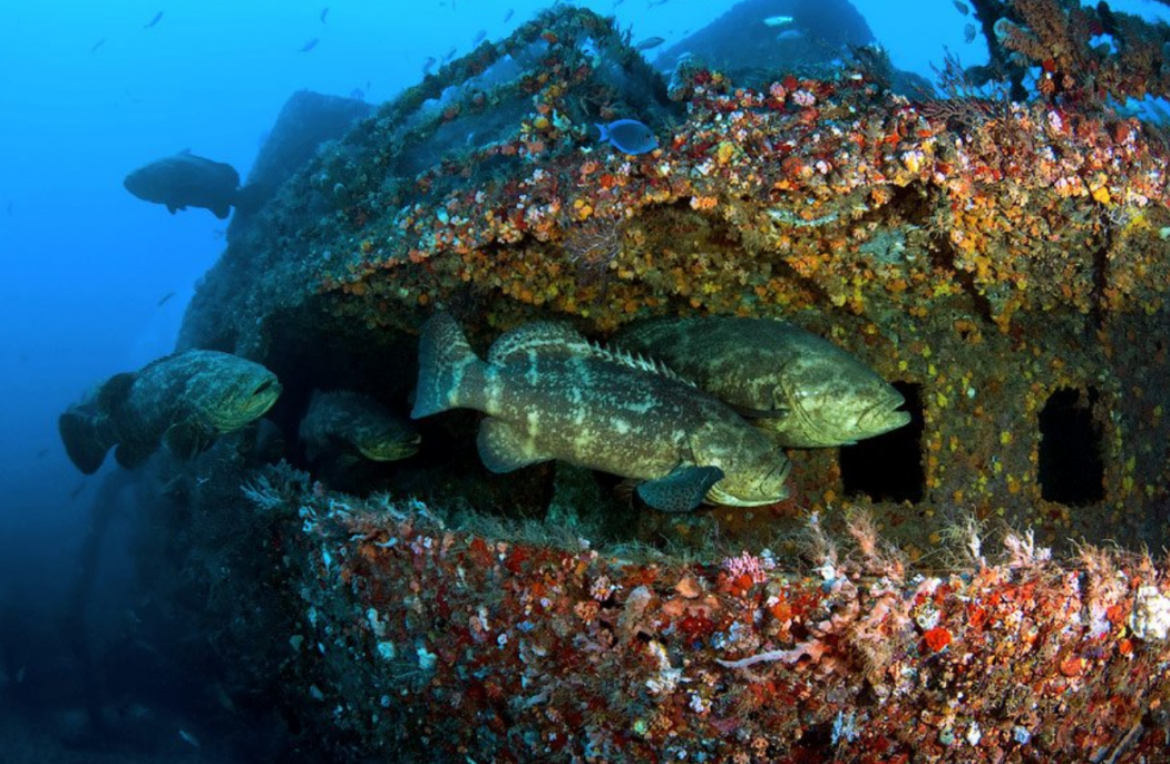 Подводные камни 6 букв. Подводный мир черного моря. Обрастание корабля. Морское обрастание. Ракушки на дне корабля.