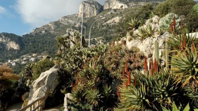 Экзотический сад Монако