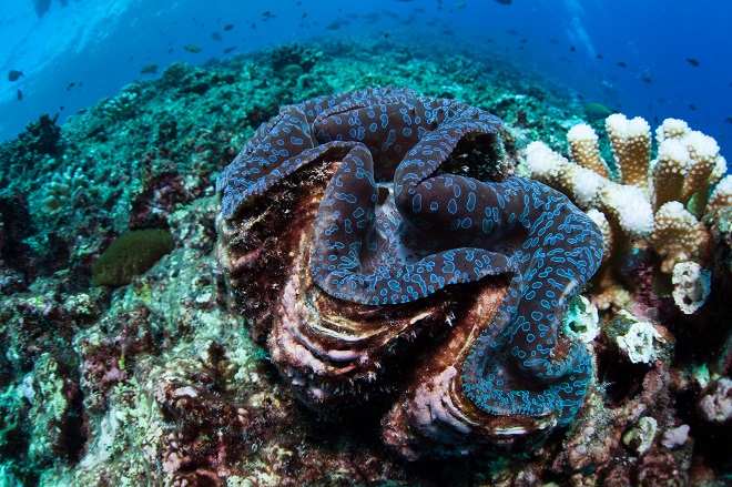 коралловый риф островов Феникс