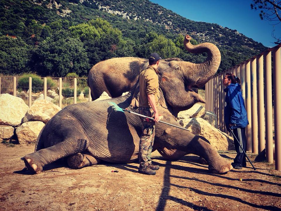 Очаровательные слоны принцессы Стефании в Монако