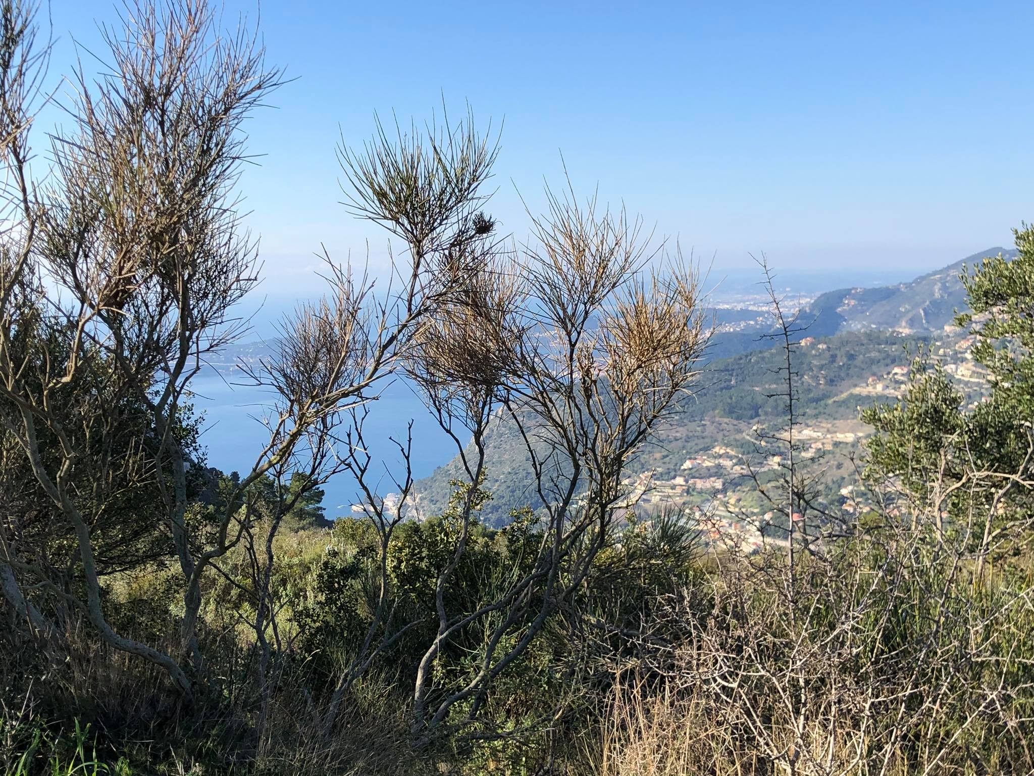 Новый проект Монако по посадке деревьев в Ля Тюрби
