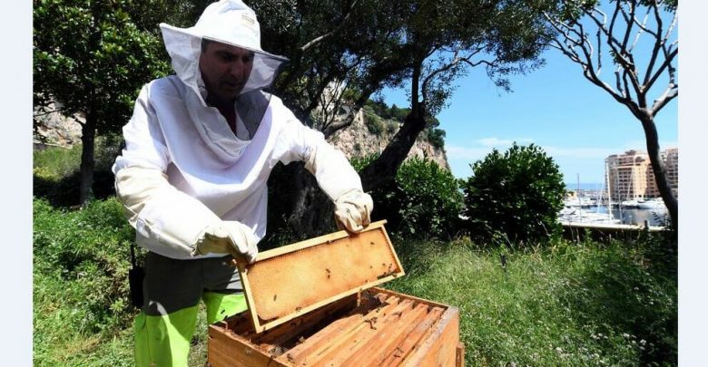 Международный день пчеловодства в Монако