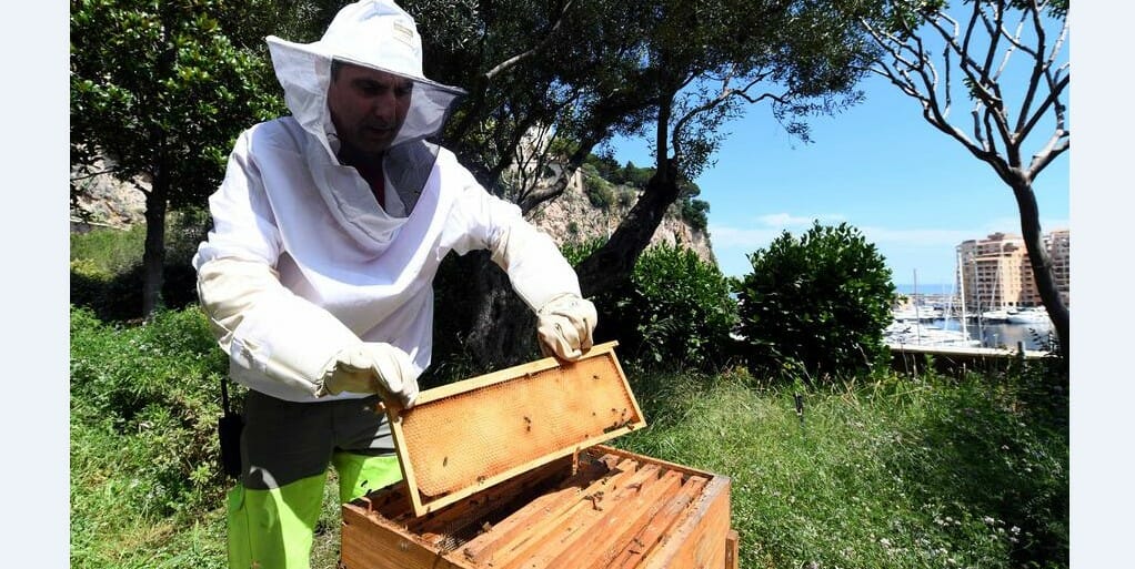 Международный день пчеловодства в Монако