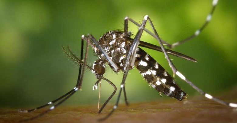Монегасков призывают к бдительности по отношению к желтолихорадочным комарам