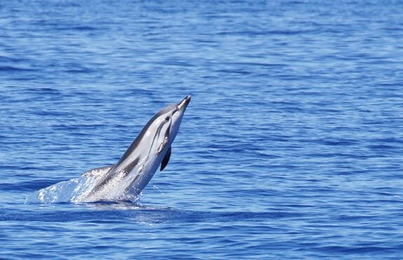 Океанографический музей организовал морскую экскурсию для школьников