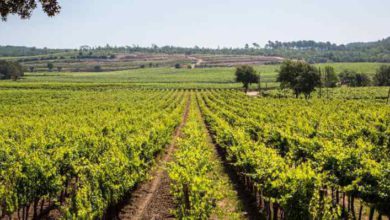 In Vino Varitas: выходные в шато среди виноградников региона Вар