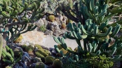 Экзотический сад