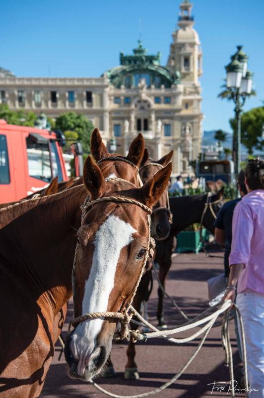 Monte-Carlo Polo Trophy создан покорять сердца