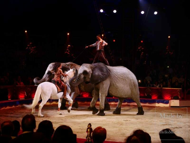 Чем 1-й Международный цирковой фестиваль Монте-Карло отличался от следующих шоу?