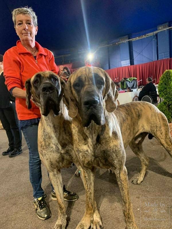 Международная выставка собак 2019: "лохматый" бум в Монако