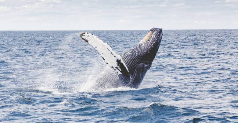 Удивительная и неожиданная встреча с китом в водах Монако