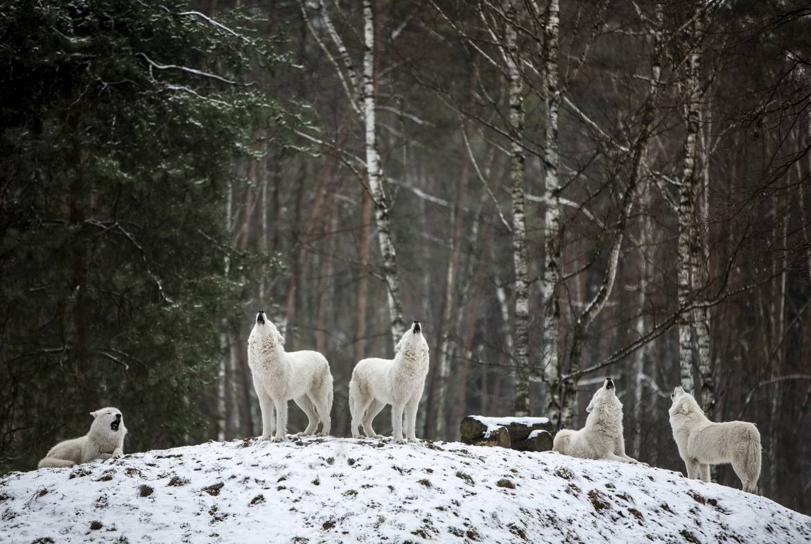 Волки парка Альфа затеряны в дикой природе после шторма "Алекс"