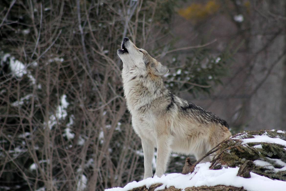 Волки парка Альфа затеряны в дикой природе после шторма "Алекс"
