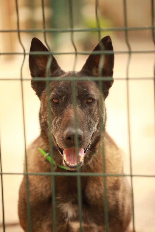 SKY DOG: перевоспитание и шанс на новую жизнь