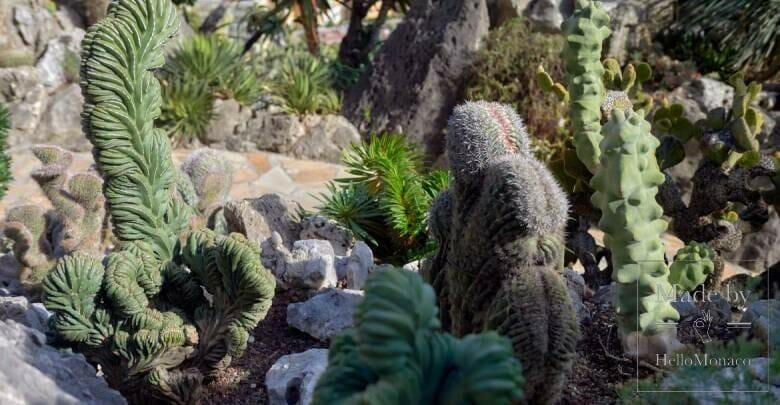 Ботанический центр Монако охраняет редкие и экзотические растения