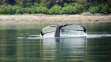 Миссия по защите китообразных огласила первые результаты