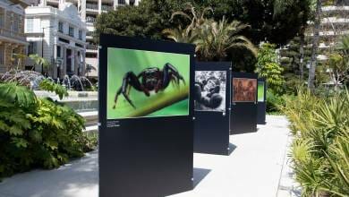 Конкурс Фонда князя Монако привлекает внимание к дикой природе