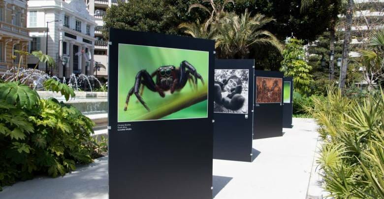 Конкурс Фонда князя Монако привлекает внимание к дикой природе
