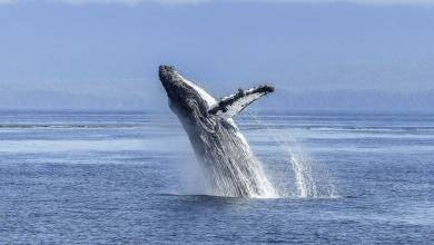 Монако за сохранение китообразных в Южном Средиземноморье
