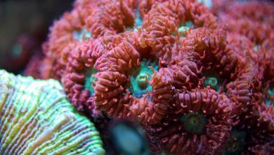 Новый эксперимент: в Монако исследуют редкий красный коралл