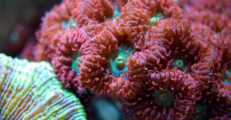 Новый эксперимент: в Монако исследуют редкий красный коралл