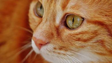 Пушистый конкурс красоты: в Монако выбрали самых красивых кошек