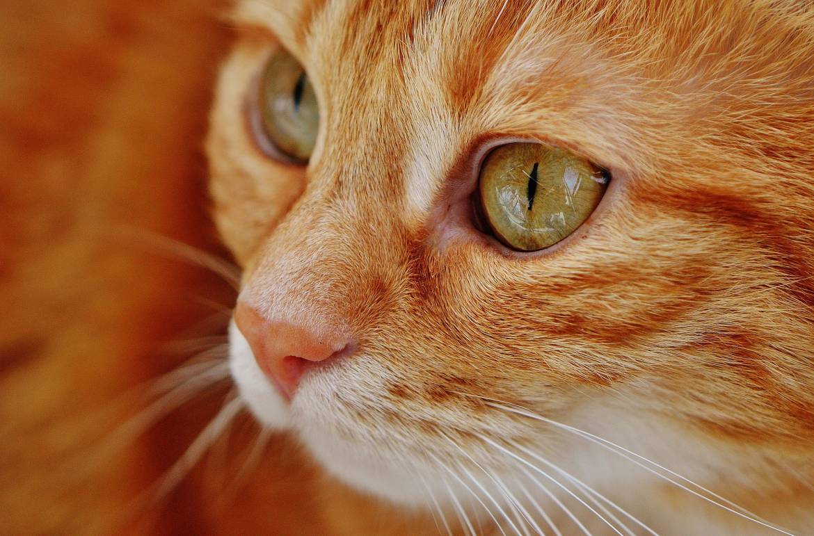 Пушистый конкурс красоты: в Монако выбрали самых красивых кошек