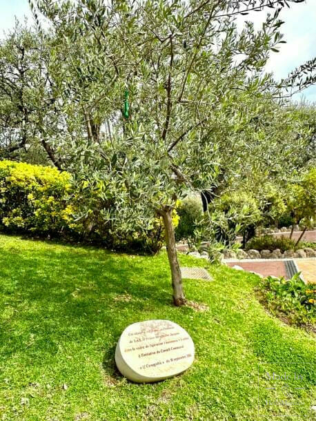 Оливковое дерево и альбиция, высаженные 10 сентября 2016 года в честь рождения наследного принца Жака и принцессы Габриэллы в рамках ежегодной акции «Одно рождение — одно дерево», проводимой мэрией Монако © Hello Monaco